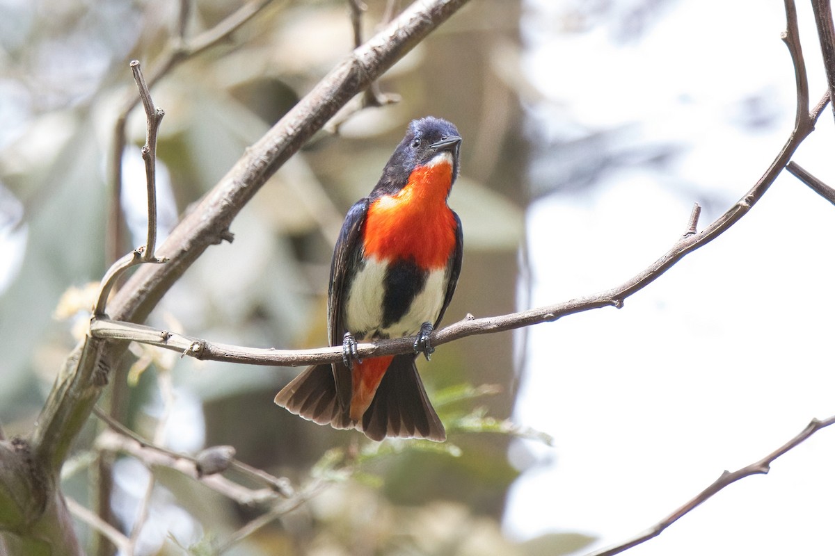 Mistletoebird - ML646887547