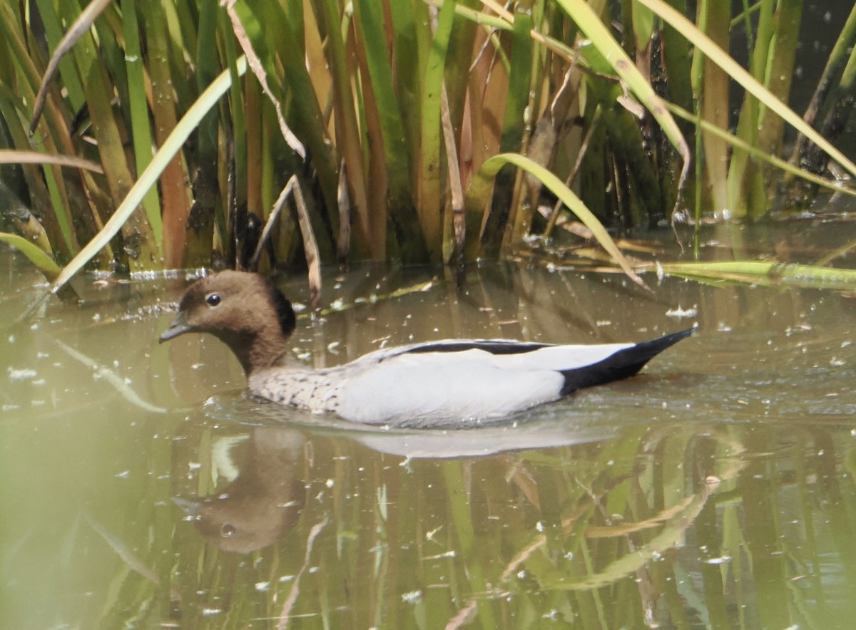 Maned Duck - ML646887549