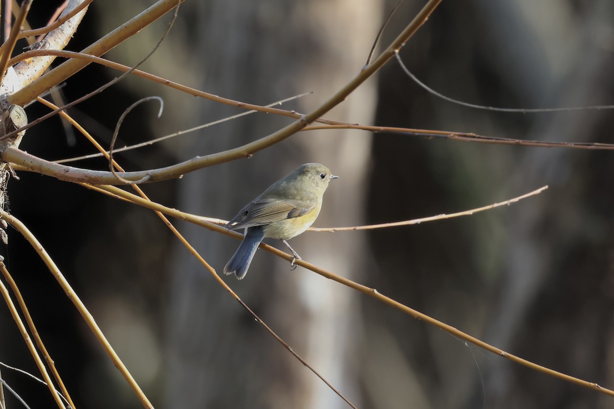 כחול זנב - ML646887551