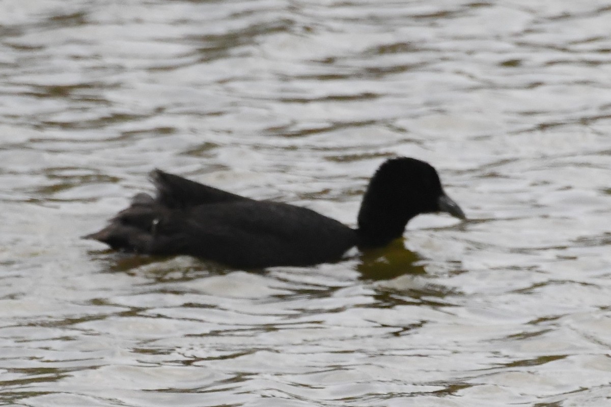 אגמית מצויה - ML646887552