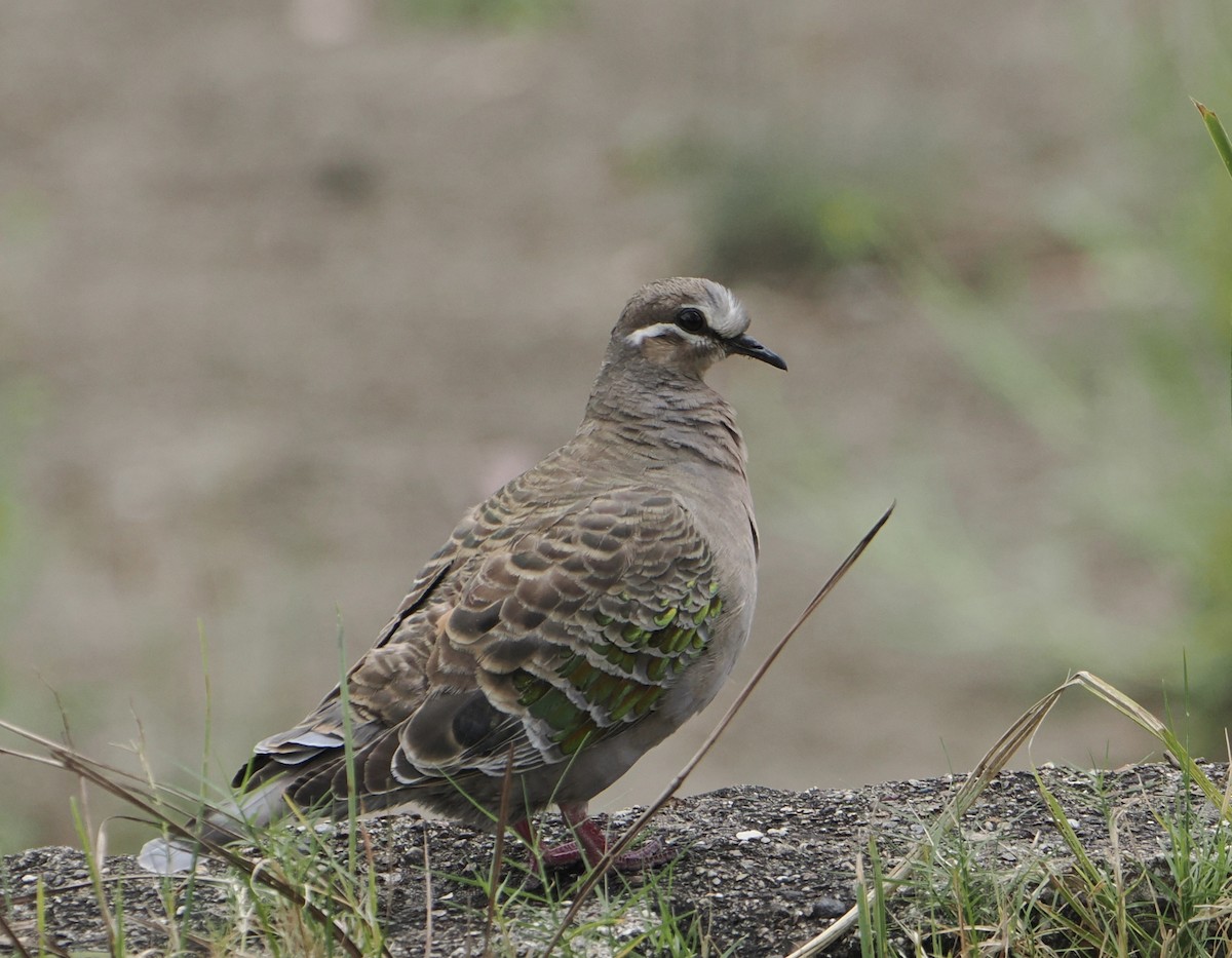Common Bronzewing - ML646887554