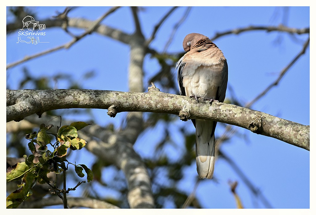 צוצלת - ML646887557