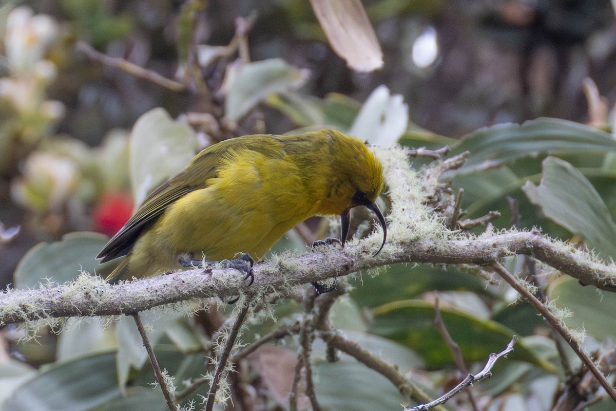 Akiapöleo - ML646887563