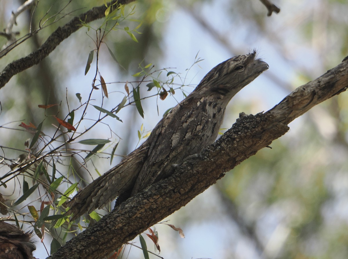 Tawny Frogmouth - ML646887565