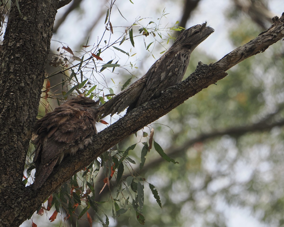 Tawny Frogmouth - ML646887566