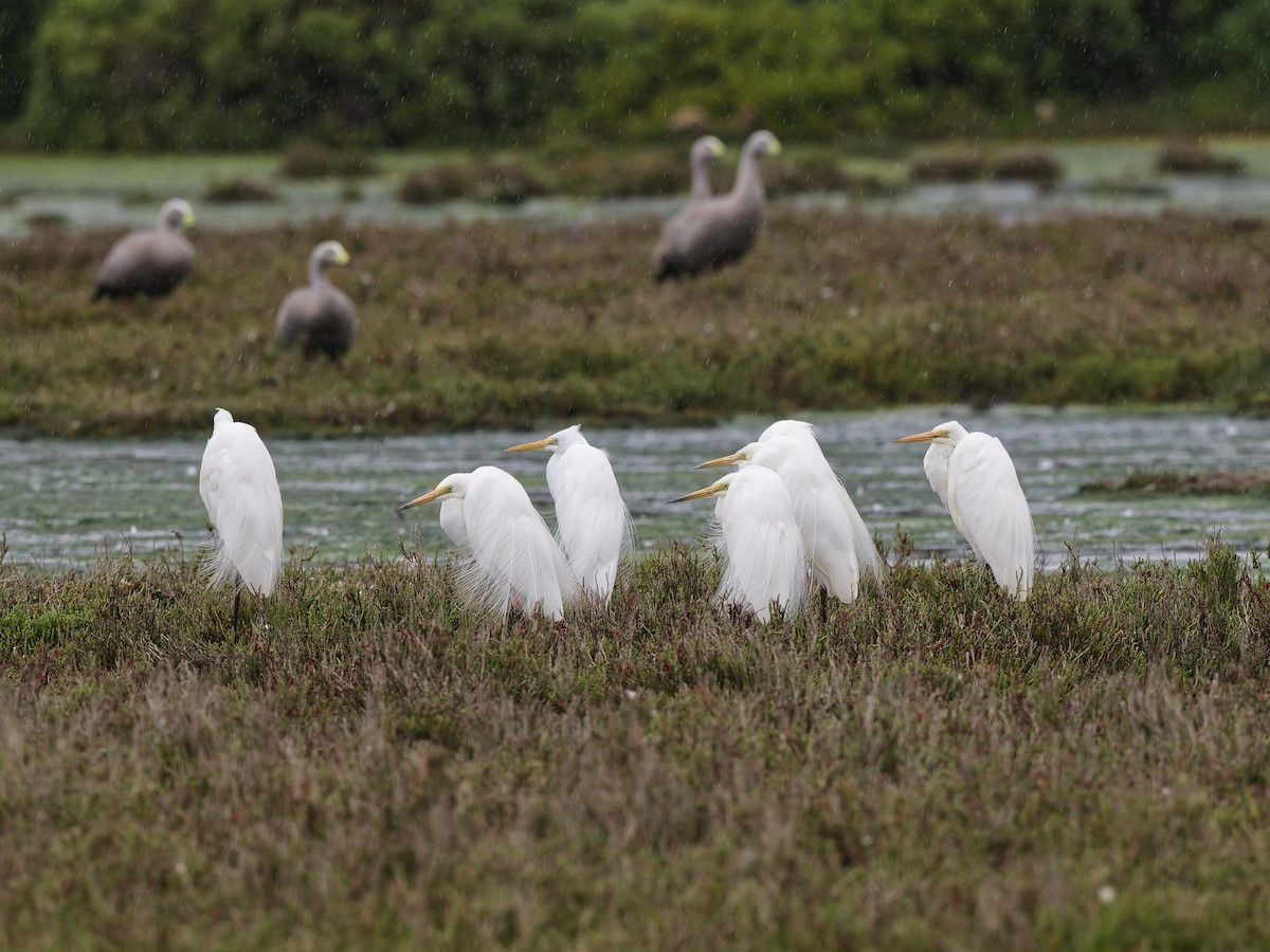 Great Egret (modesta) - ML646887567
