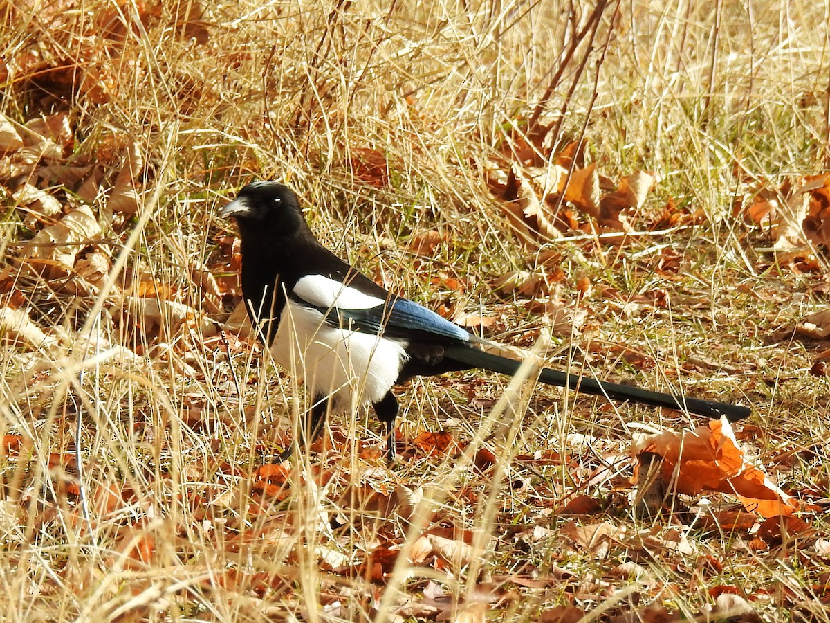 Eurasian Magpie - ML646887568
