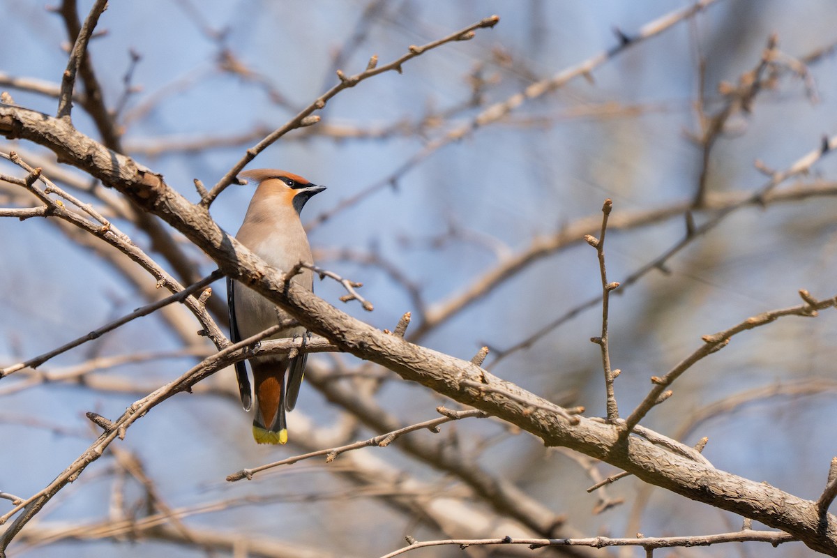 brkoslav severní - ML646887569