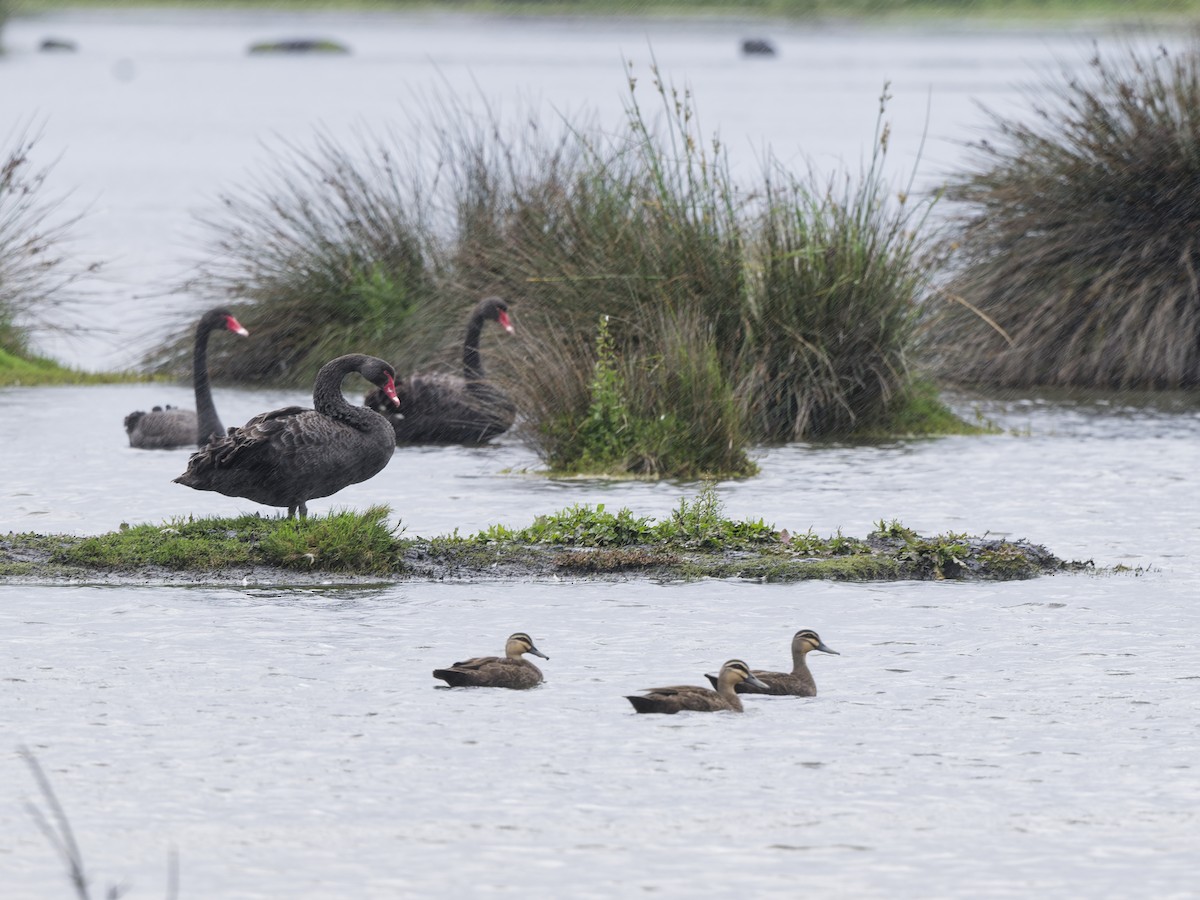 Augenbrauenente - ML646887571