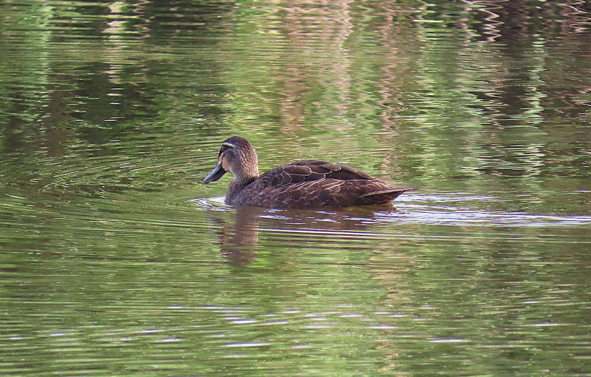 Augenbrauenente - ML646887572