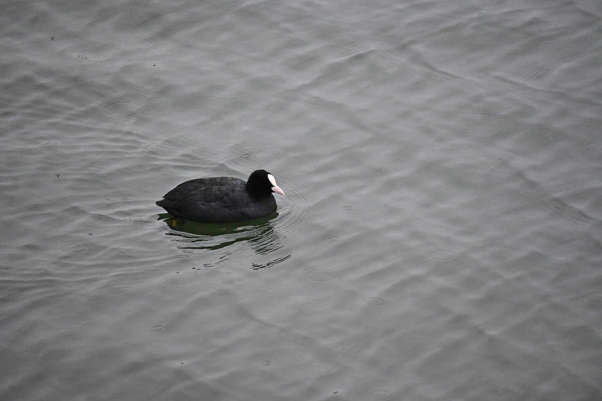 Sakarmeke - ML646887573