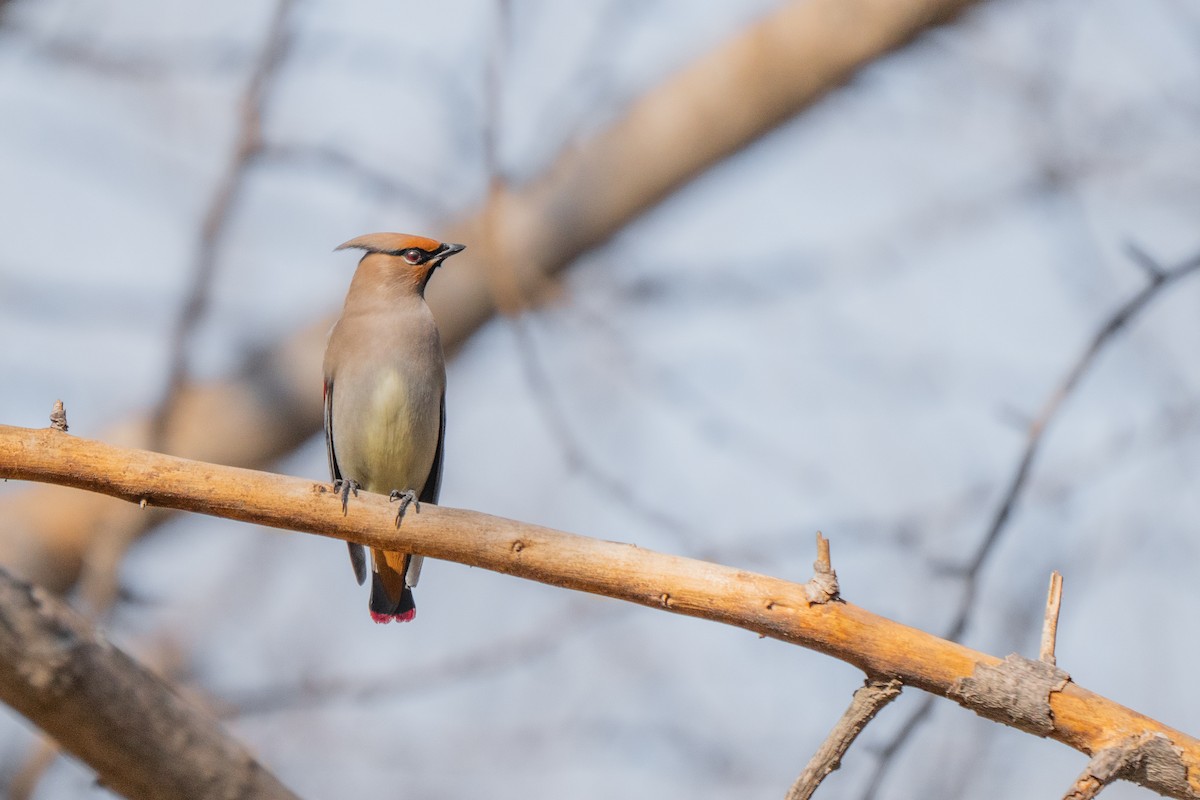 Japon İpekkuyruğu - ML646887579