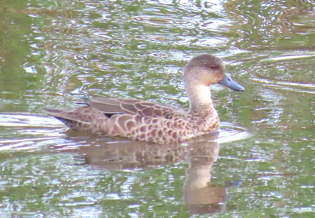 Avustralya Gri Çamurcunu - ML646887580