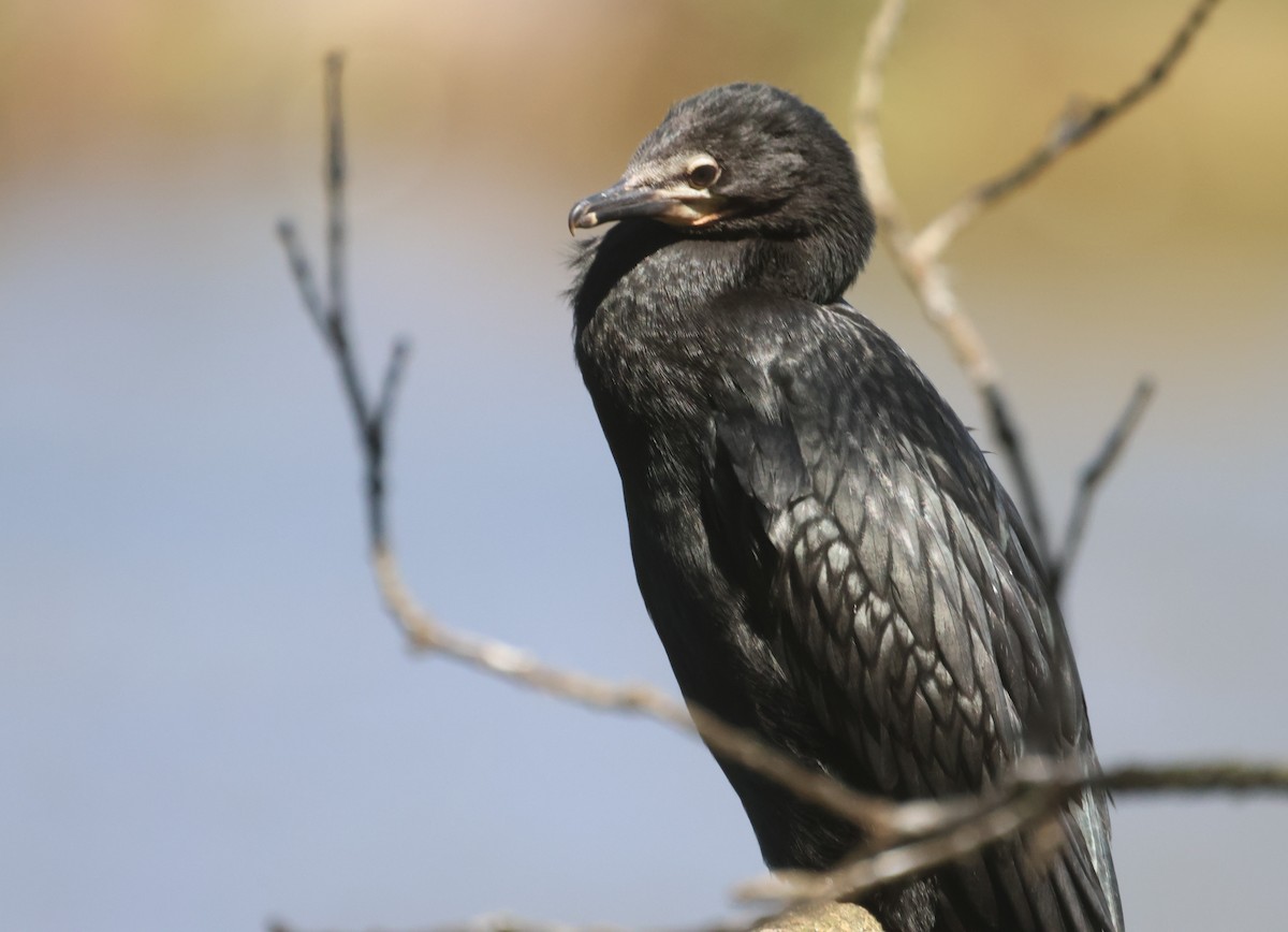 Kömür Karabatağı - ML646887581