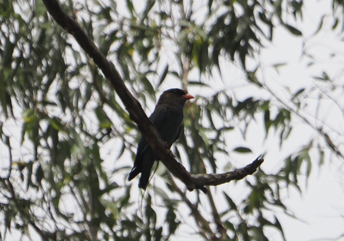 Yeşim Rengi Gökkuzgun - ML646887582