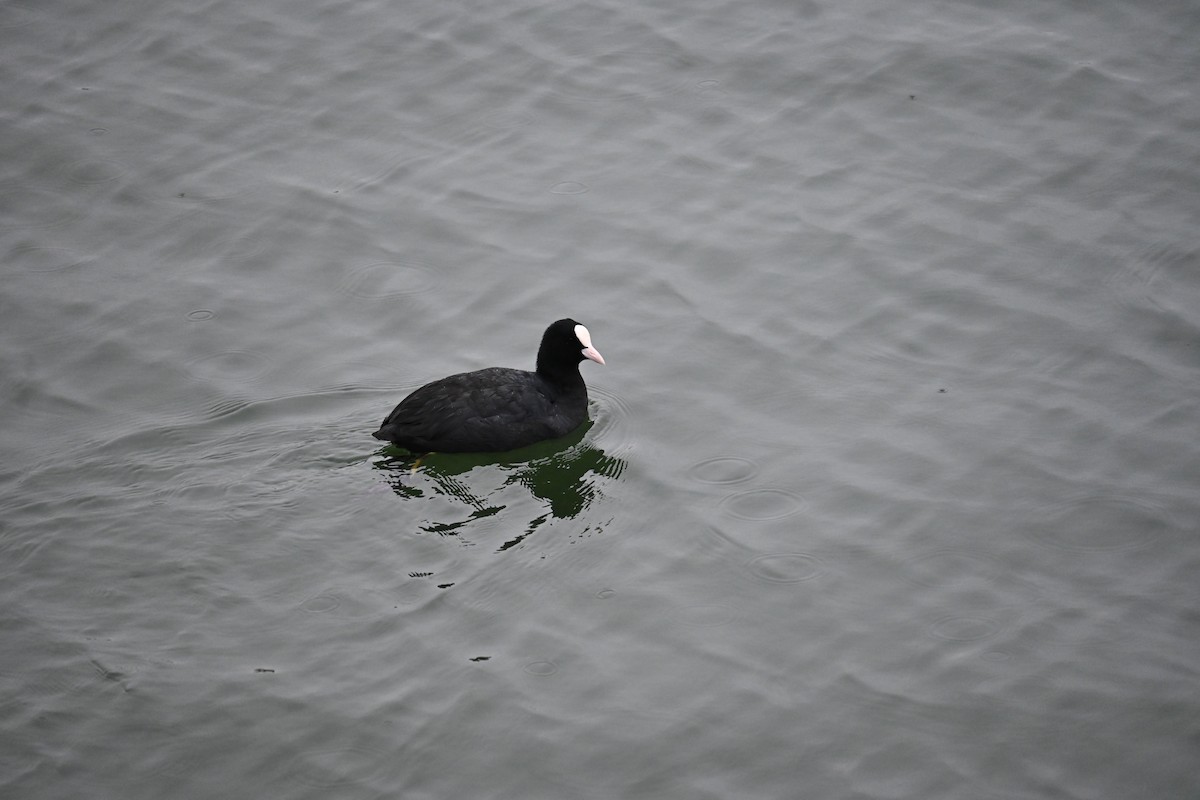 Sakarmeke - ML646887583