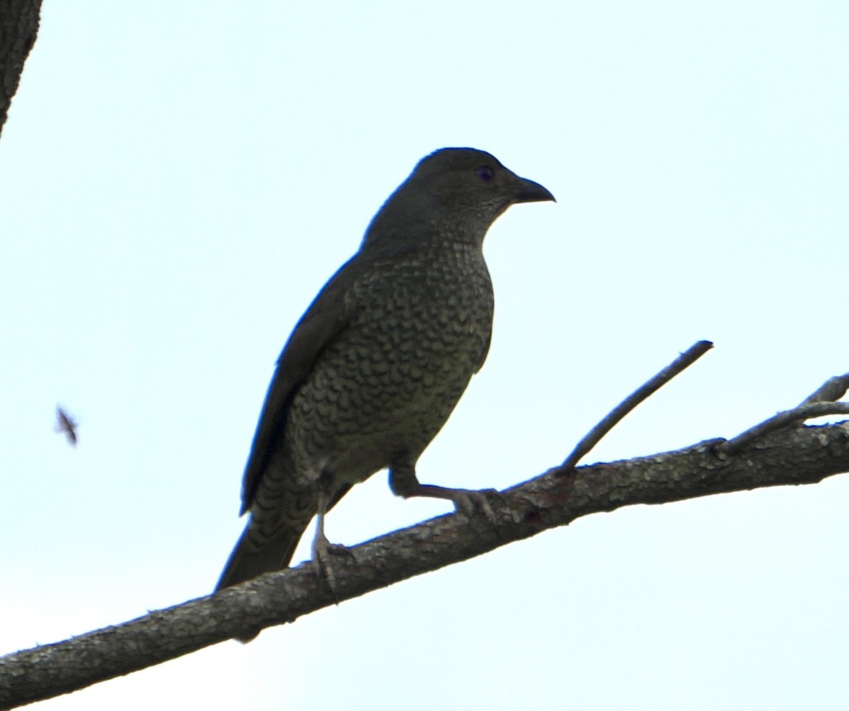 İpekli Çardakkuşu - ML646887584