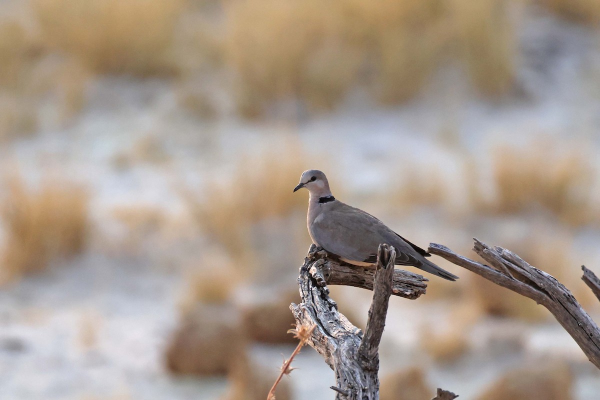 Halkalı Kap Kumrusu - ML646887585