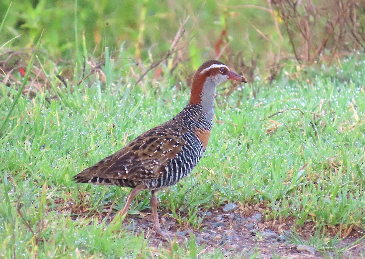 Filipin Sukılavuzu - ML646887587