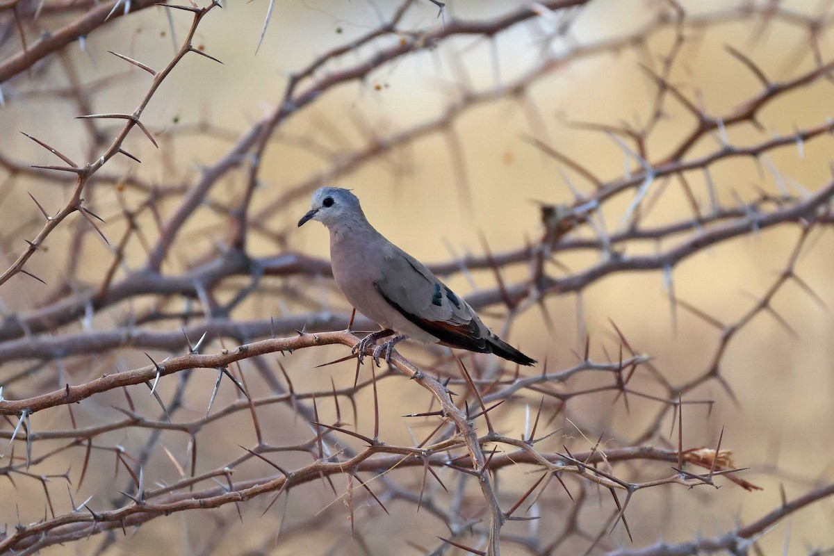 Yeşil Aynalı Kumru - ML646887589