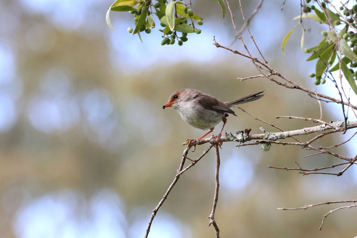 Muhteşem Peribülbülü - ML646887591