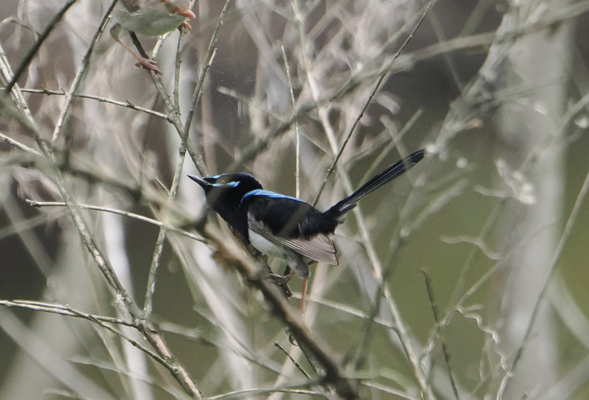 Muhteşem Peribülbülü - ML646887592