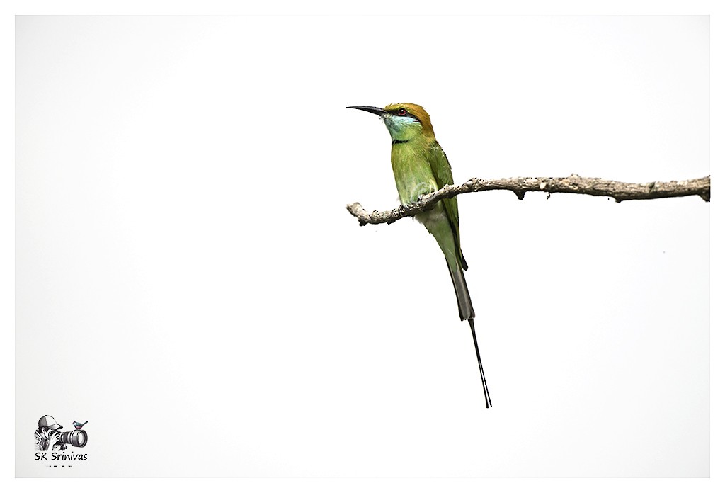 Asya Yeşil Arıkuşu - ML646887593