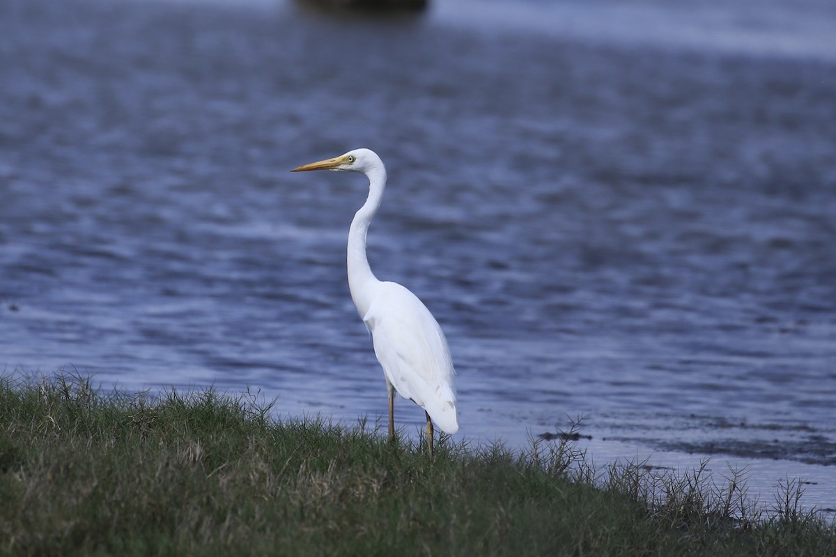 Sahul Ortanca Balıkçılı - ML646887594