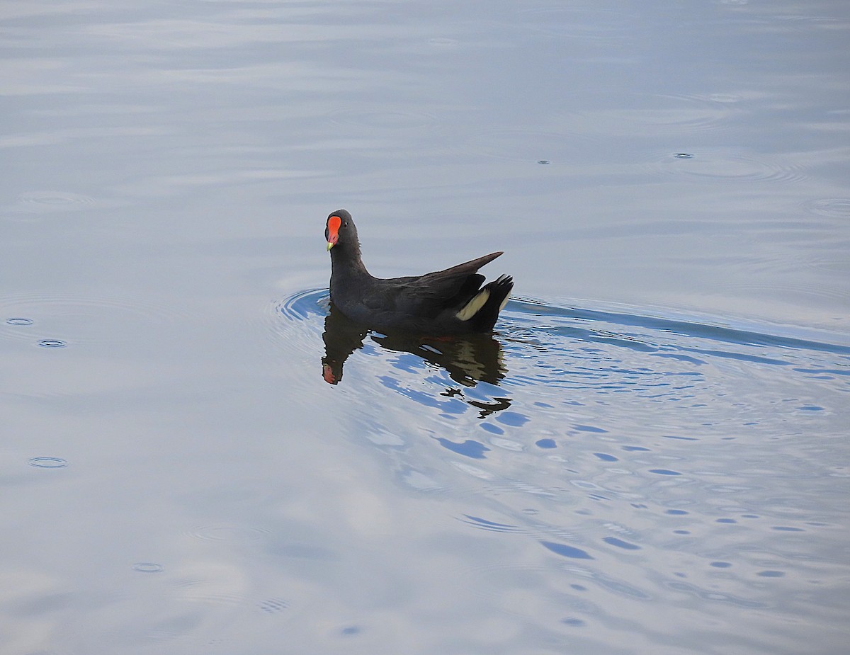 Karaca Sutavuğu - ML646887595