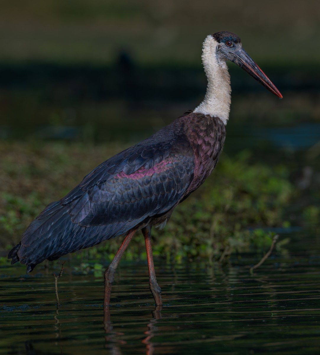 Asya Keşiş Leyleği - ML646887596