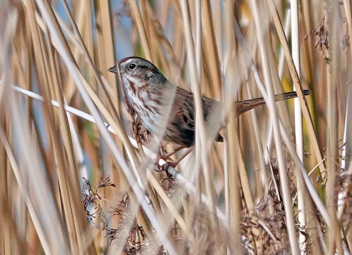 Ötücü Serçe - ML646887598