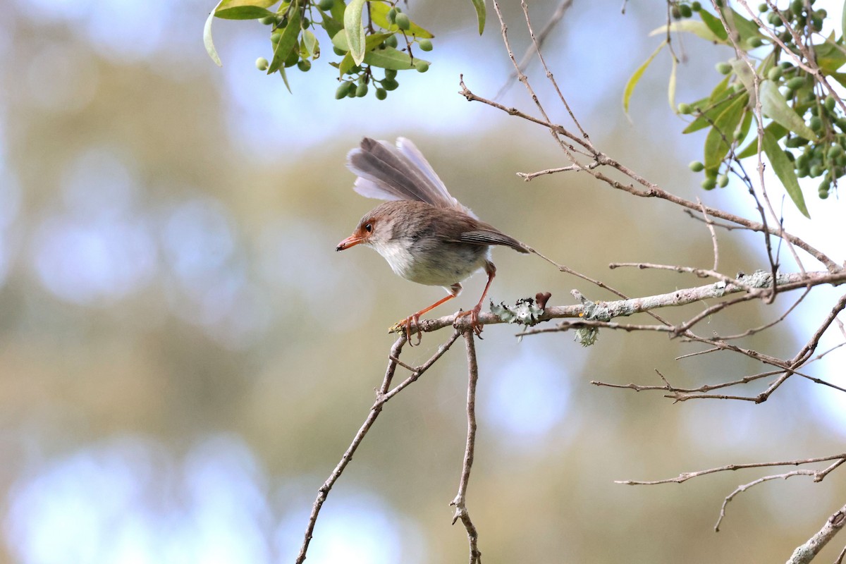 Muhteşem Peribülbülü - ML646887599