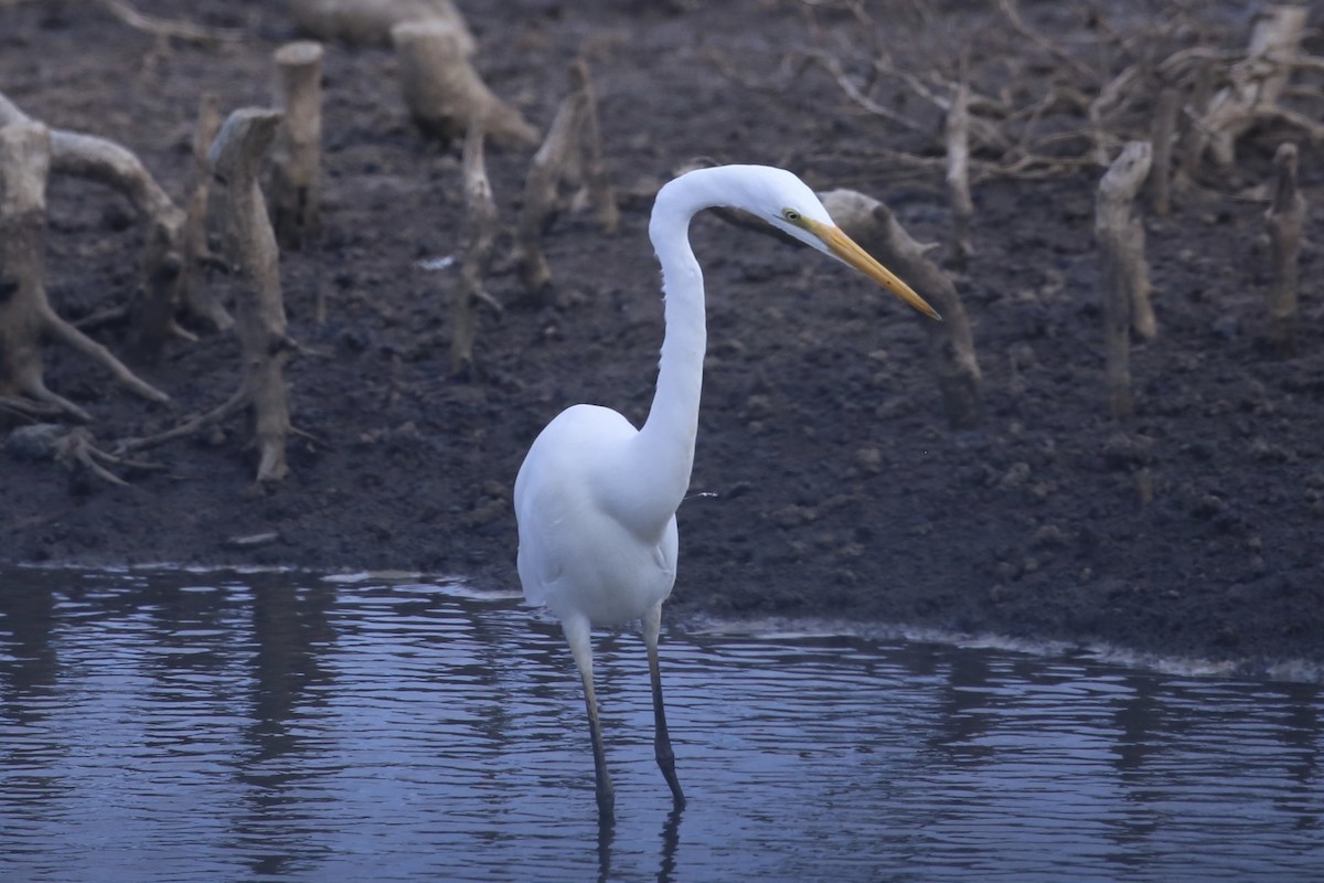 Büyük Ak Balıkçıl (modesta) - ML646887601