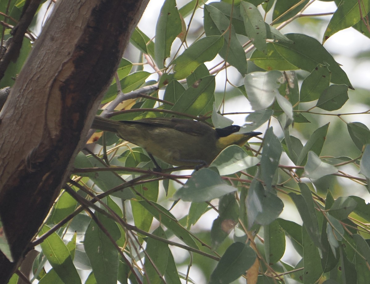 Sarı Kulaklı Balkuşu - ML646887602