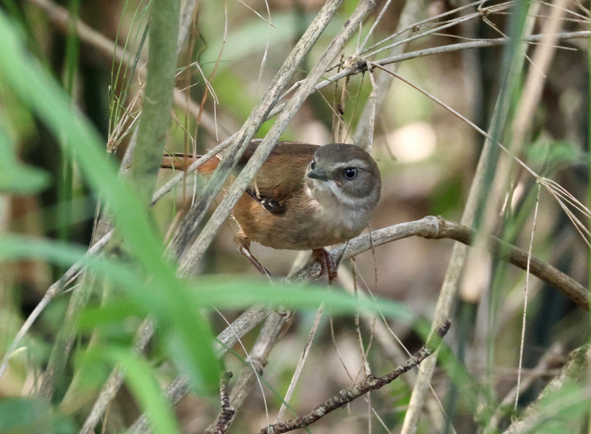 Ak Kaşlı Serikornis - ML646887603