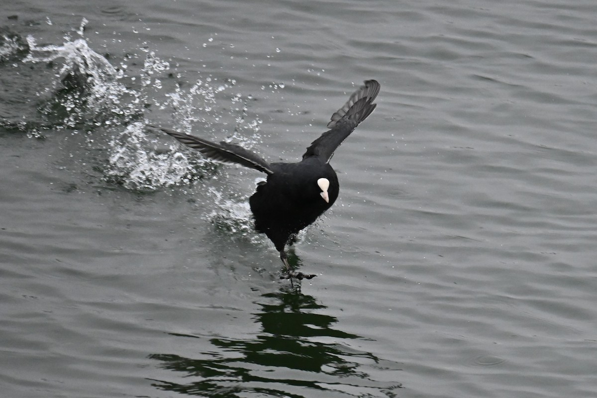 Sakarmeke - ML646887604