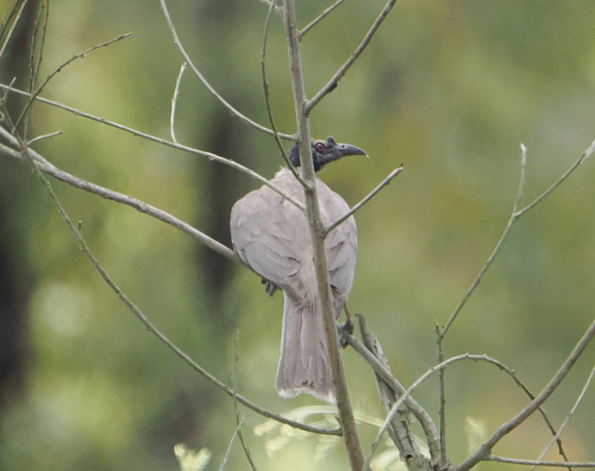 Bağırgan Keşişkuşu - ML646887605