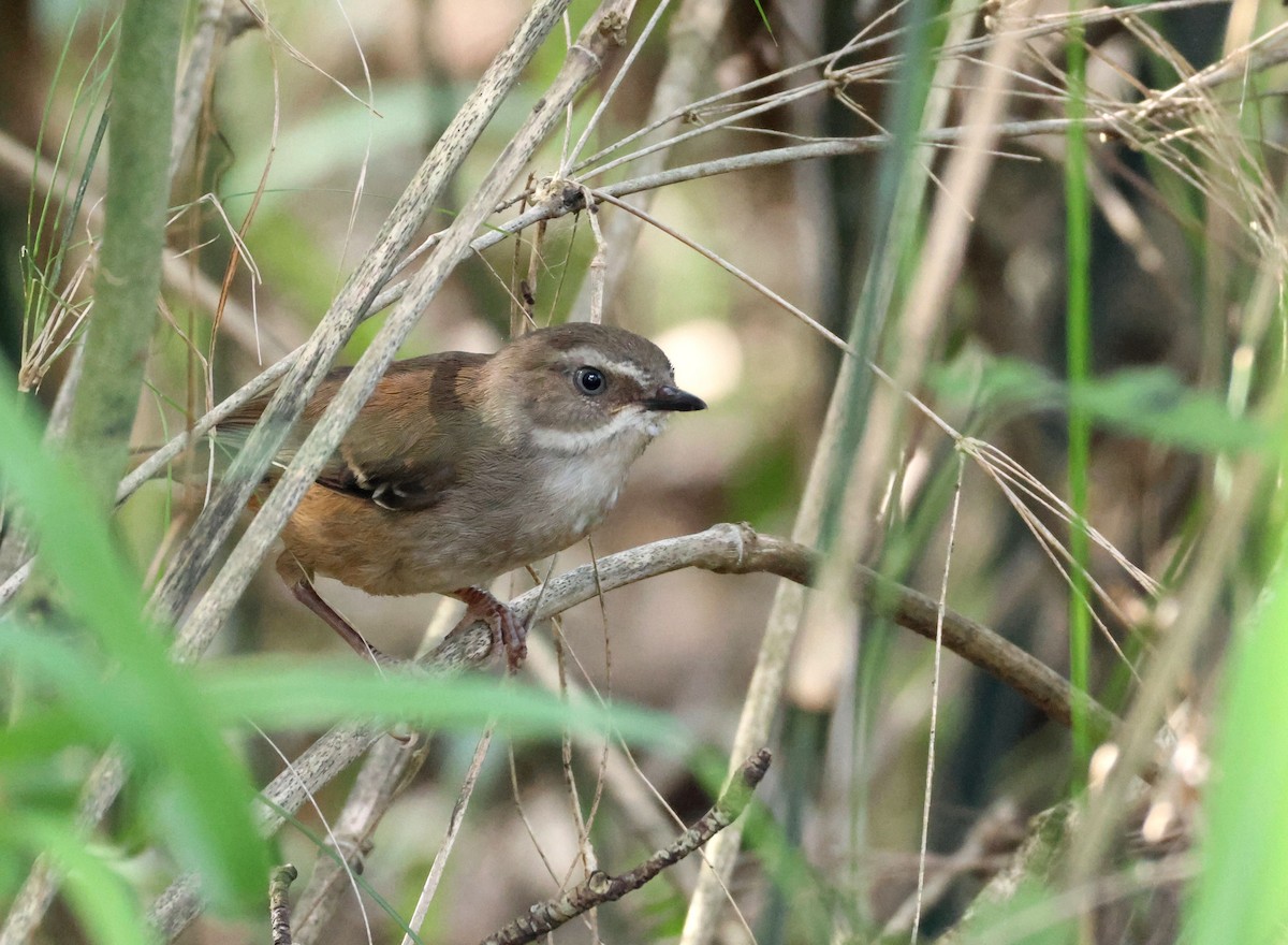 Ak Kaşlı Serikornis - ML646887606