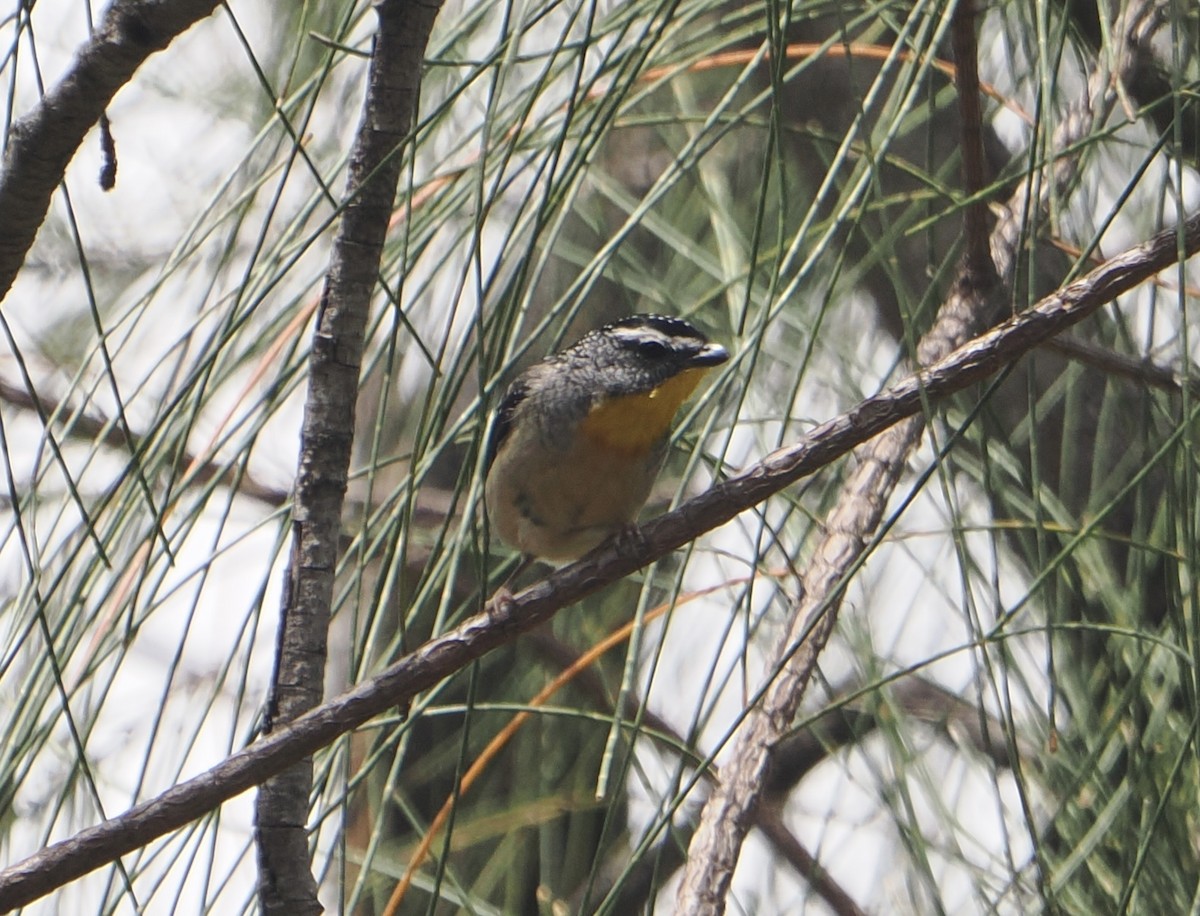 Benekli Panterkuşu - ML646887608