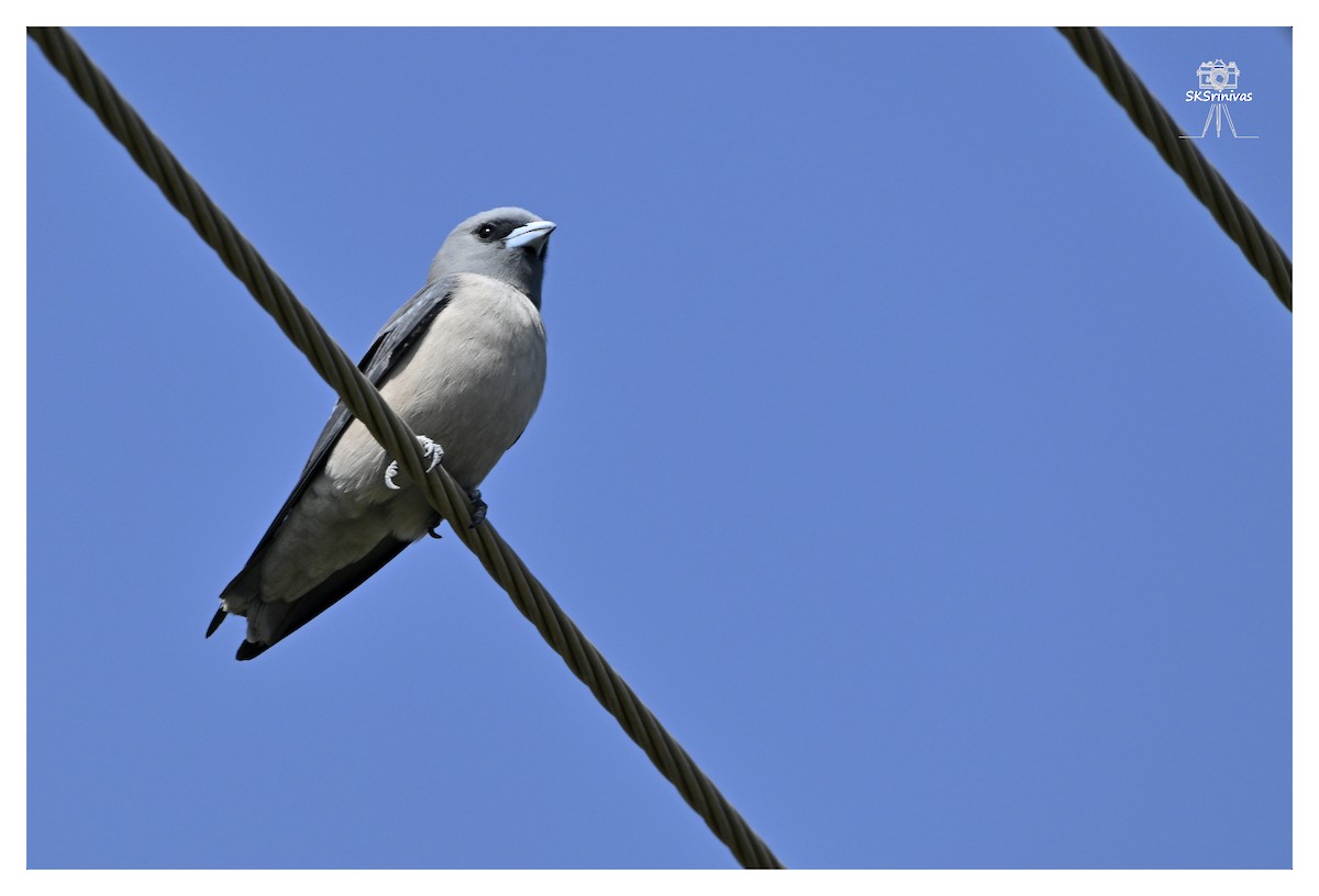 Kül Rengi Ormankırlangıcı - ML646887610