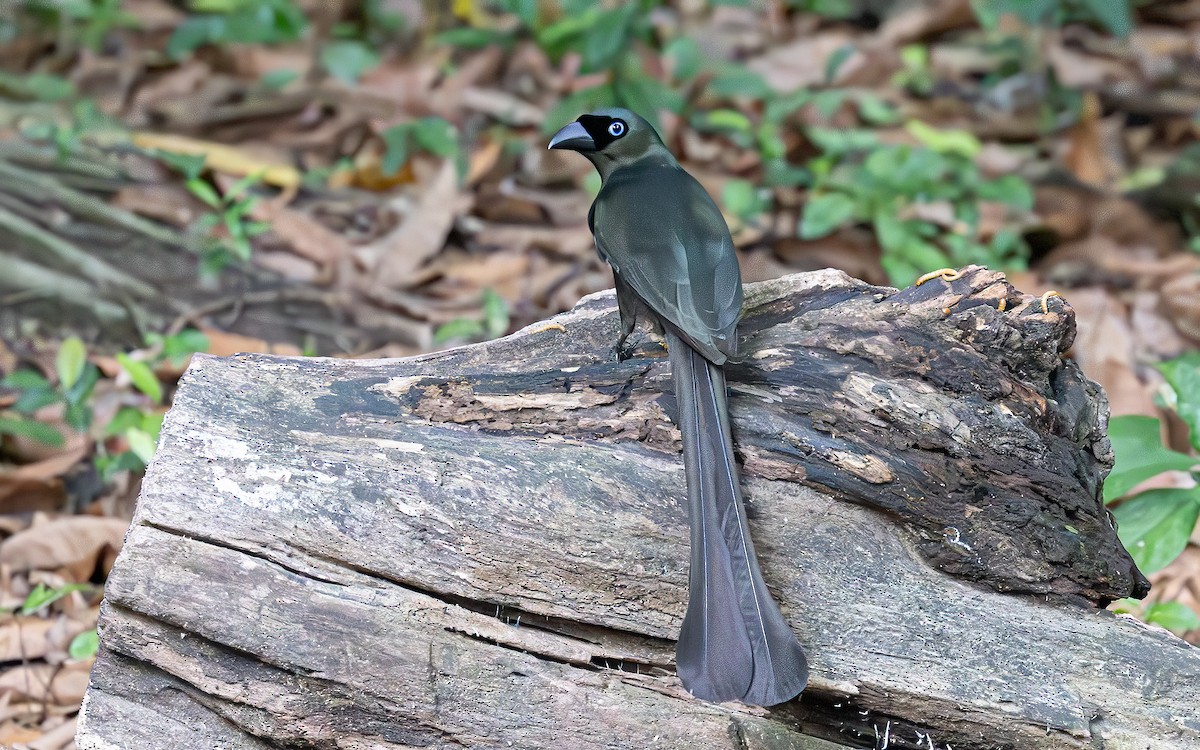 Raket Kuyruklu Saksağan - ML646887611