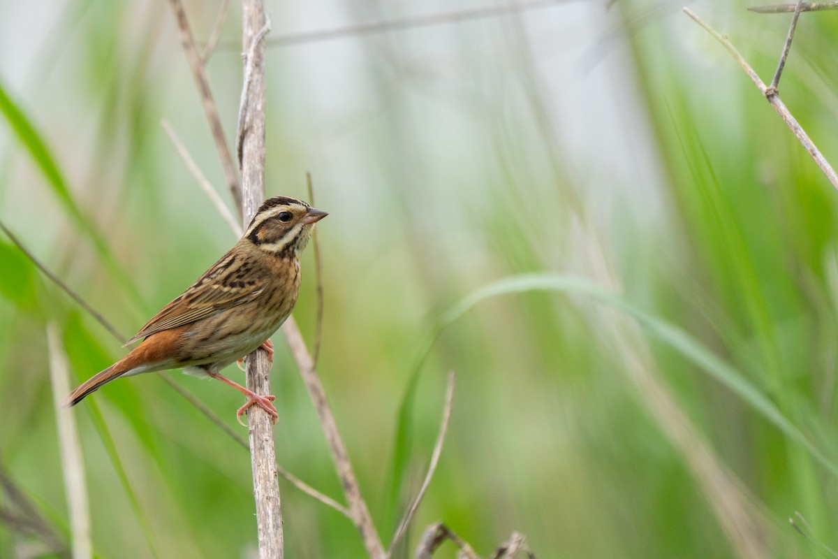 strnad černohrdlý - ML646887615