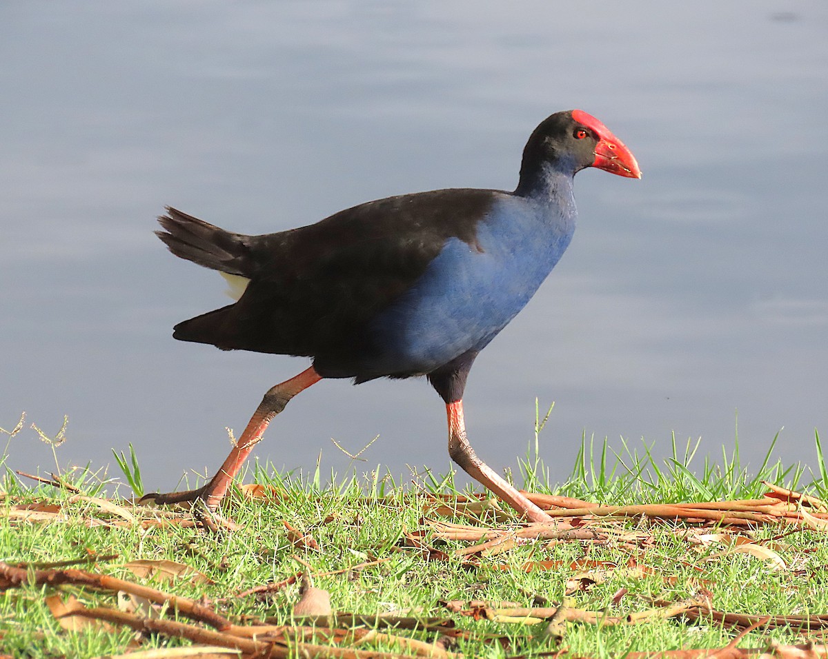 Australasian Swamphen - ML646887616
