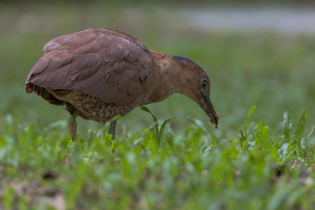 Malay Gece Balıkçılı - ML646887618