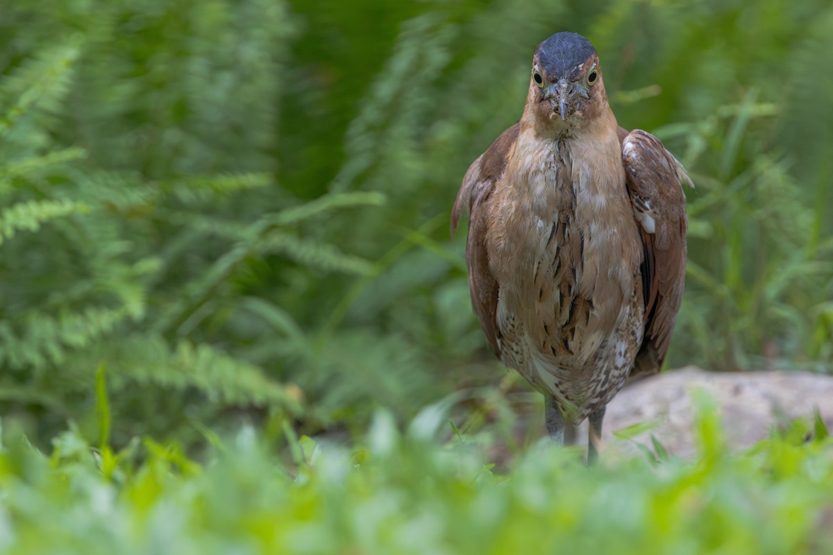 Malayan Night Heron - ML646887619