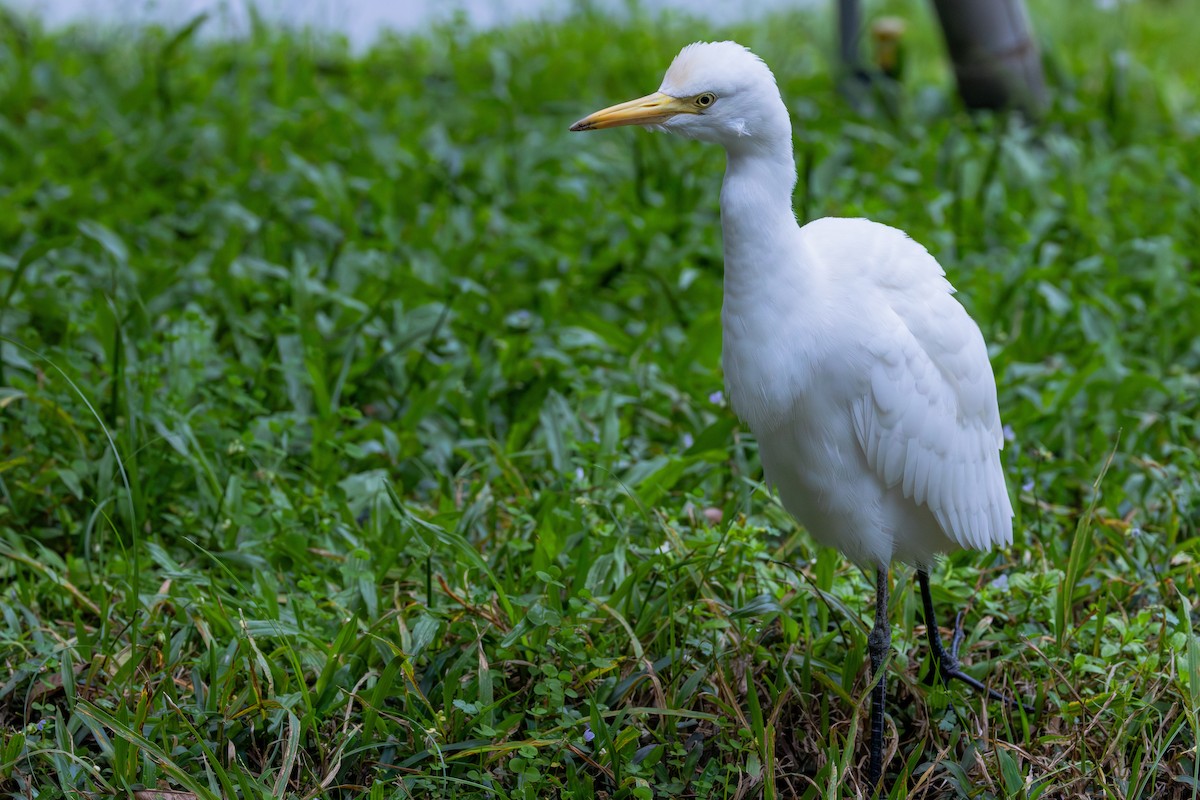 Eastern Cattle-Egret - ML646887622