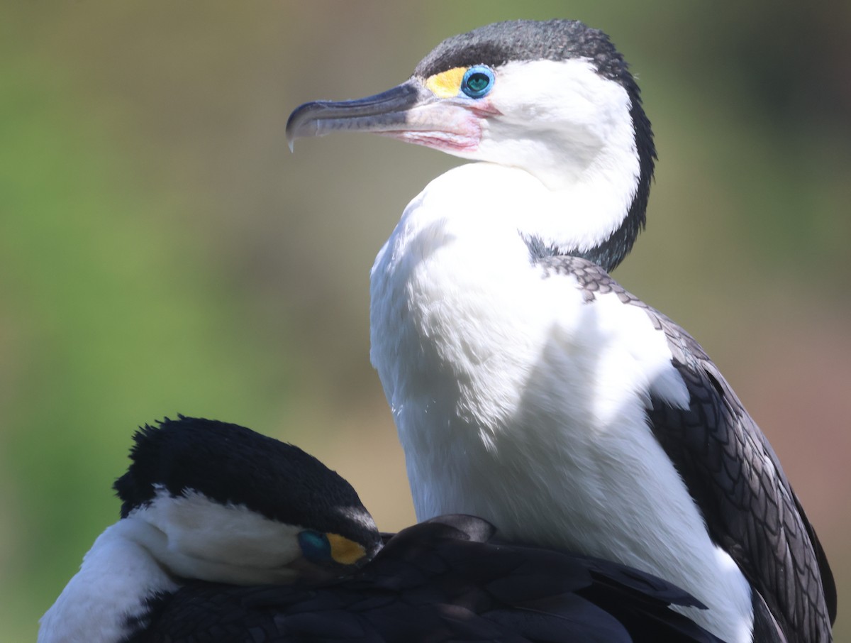 Баклан австралійський - ML646887623