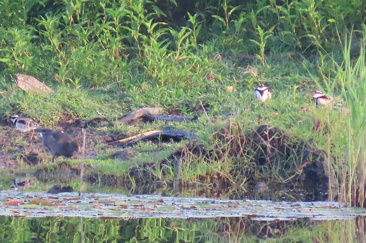 Black-fronted Dotterel - ML646887625