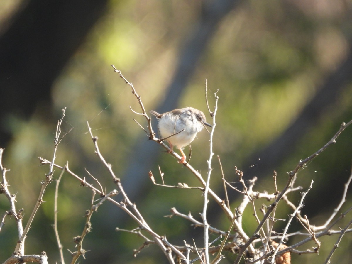 Gray-breasted Prinia - ML646887627
