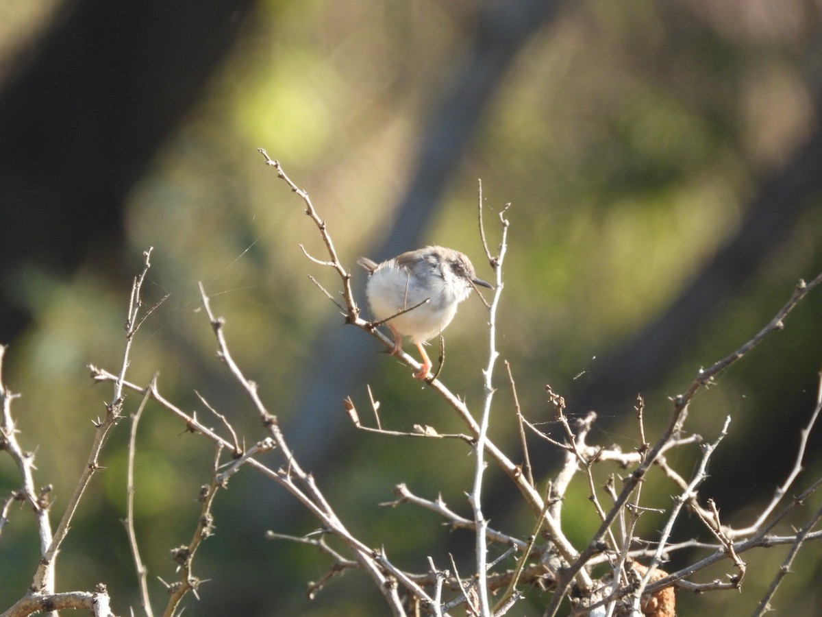 Gray-breasted Prinia - ML646887628